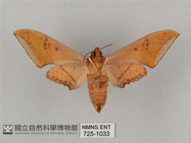 廣東鷹翅天蛾藏品圖，第2張