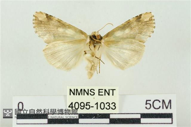 連珠波紋蛾藏品圖，第2張