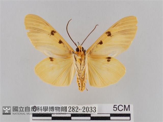 橙擬燈蛾藏品圖，第2張