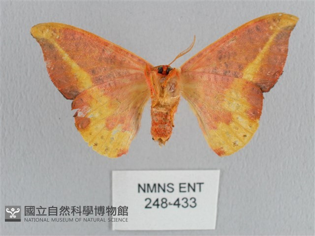 鉛斑帶鉤蛾藏品圖，第2張