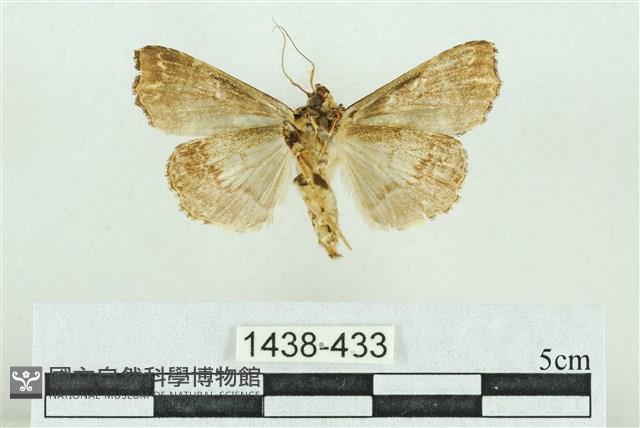 粉紅帶散紋夜蛾藏品圖，第2張