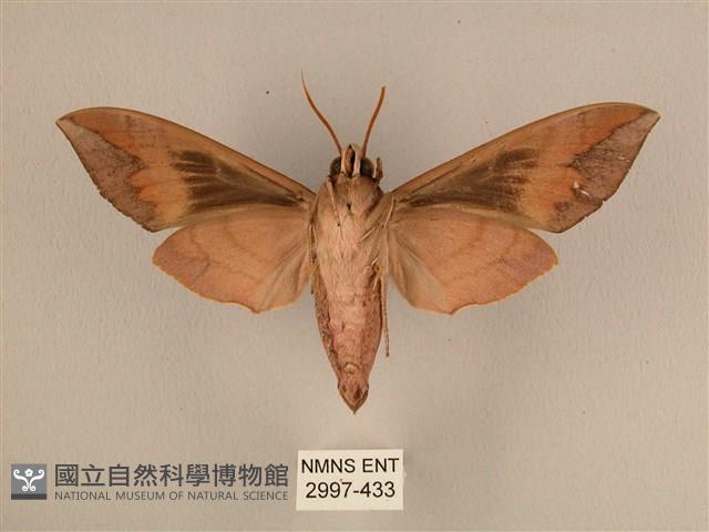 背中白天蛾藏品圖，第2張