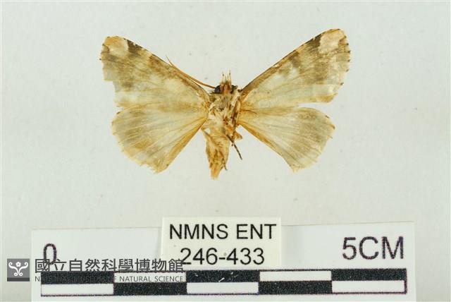 連珠波紋蛾藏品圖，第2張