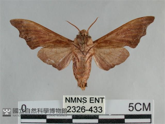 單齒天蛾藏品圖，第2張