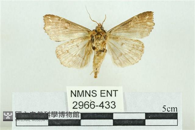 粉紅帶散紋夜蛾藏品圖，第2張