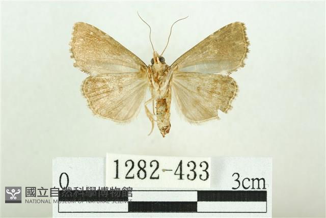 白斑散紋夜蛾藏品圖，第2張