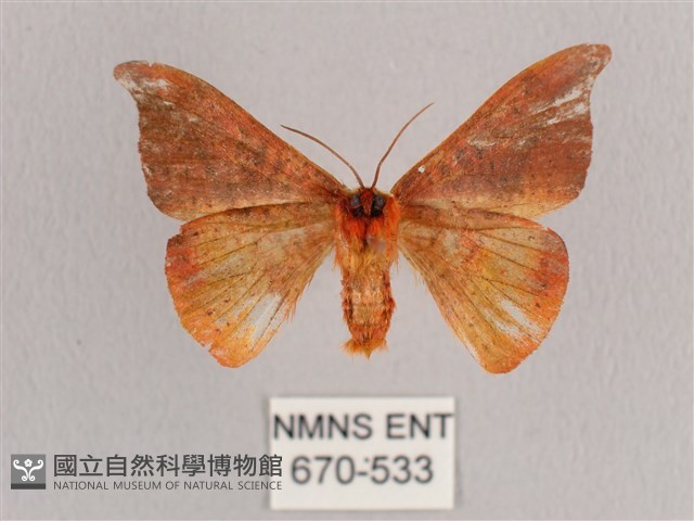 銀端帶鉤蛾藏品圖，第2張