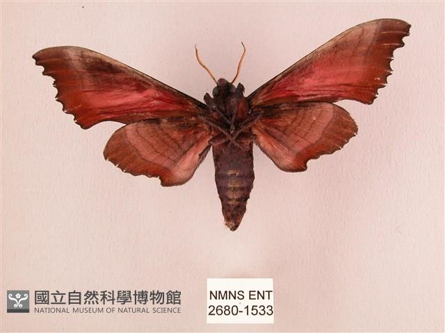 桃紅六點天蛾藏品圖，第2張