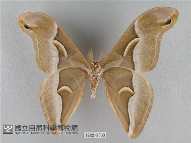 眉紋天蠶蛾藏品圖，第2張