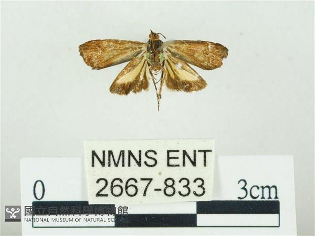 叉紋閃舞蛾藏品圖，第2張