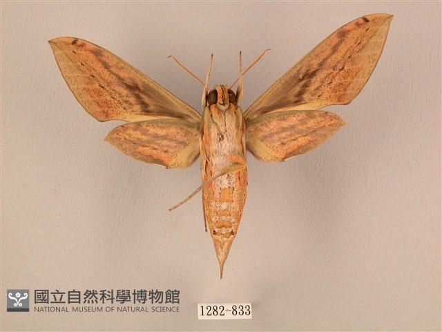 棕綠背線天蛾藏品圖，第2張