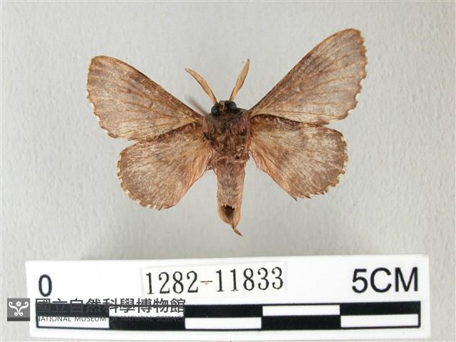 銀肩枯葉蛾藏品圖，第2張