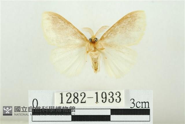 寬紋黃毒蛾藏品圖，第2張