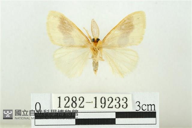 寬紋黃毒蛾藏品圖，第2張