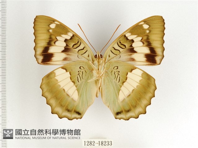 臺灣翠蛺蝶藏品圖，第2張