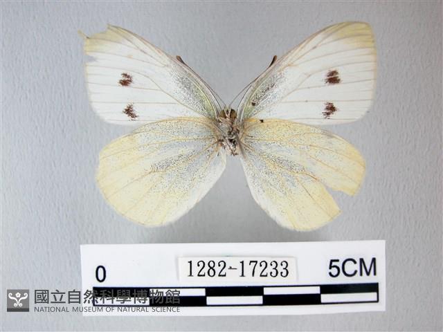 白粉蝶、紋白蝶藏品圖，第2張