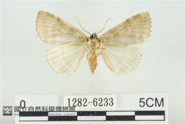 臺灣銀斑異波紋蛾藏品圖，第2張