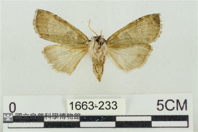 帶波紋蛾藏品圖，第2張