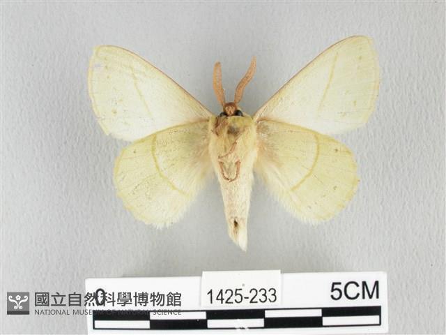 青枯葉蛾藏品圖，第2張