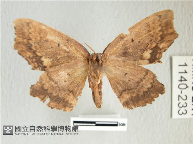 凹角鉤蛾藏品圖，第2張