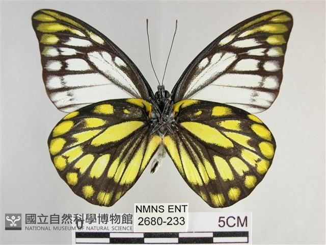 鋸粉蝶藏品圖，第2張