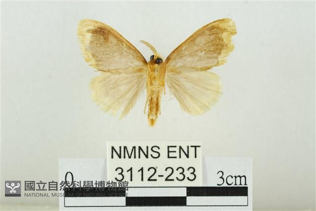 黑翅黃毒蛾藏品圖，第2張