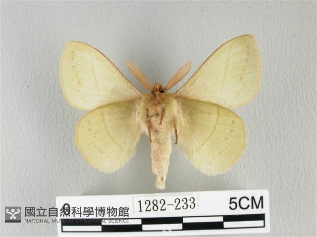 青枯葉蛾藏品圖，第2張