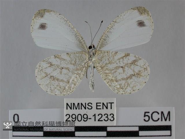 纖粉蝶、黑點粉蝶藏品圖，第2張