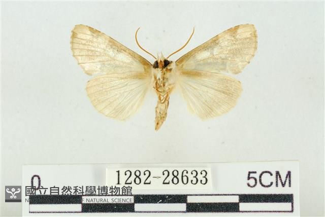 連珠波紋蛾藏品圖，第2張