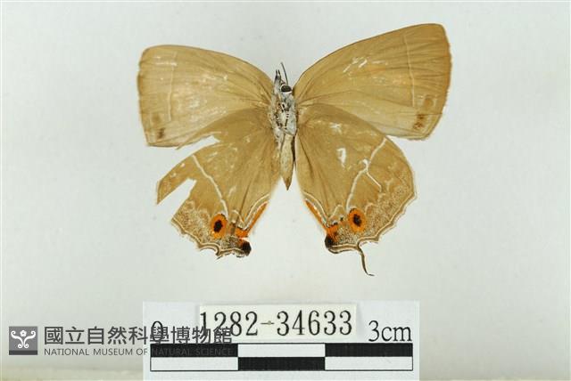 小翠灰蝶藏品圖，第2張