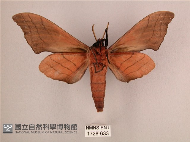 直翅六點天蛾藏品圖，第2張