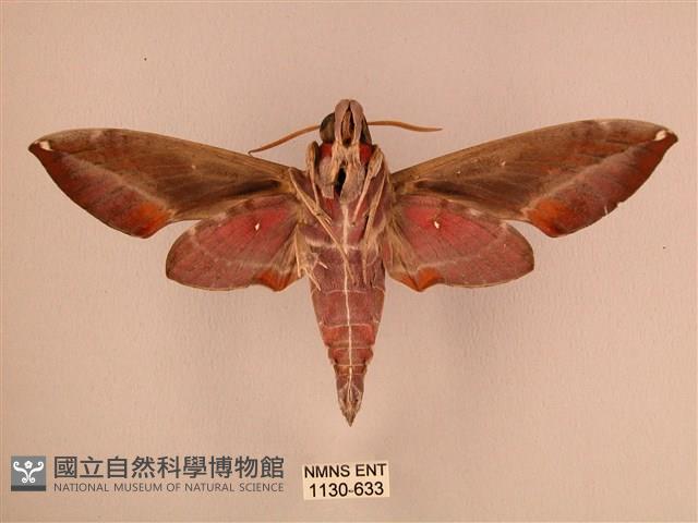 暗綠白腰天蛾藏品圖，第2張