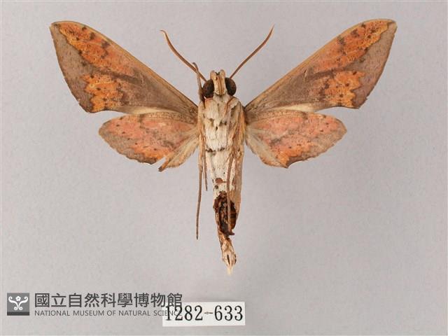 臺灣白肩天蛾藏品圖，第2張