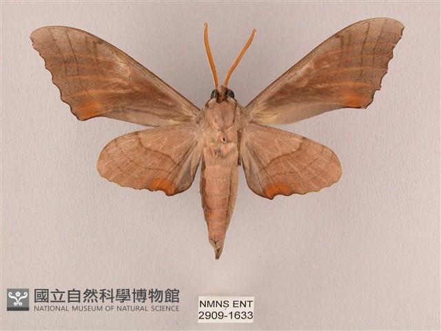 栗六點天蛾藏品圖，第2張