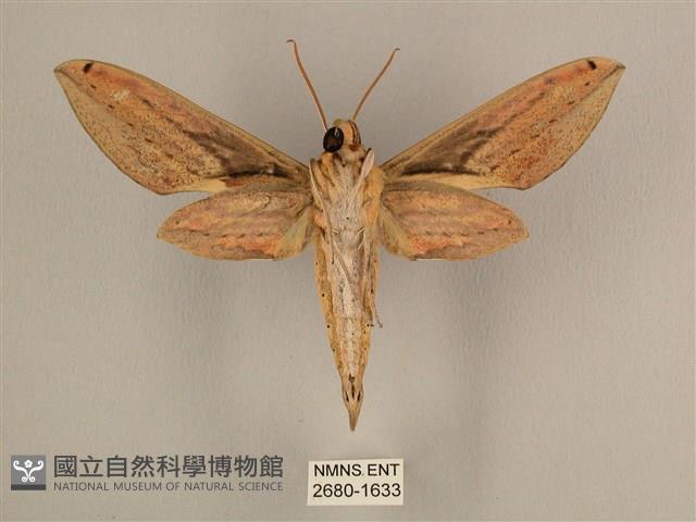 棕綠背線天蛾藏品圖，第2張