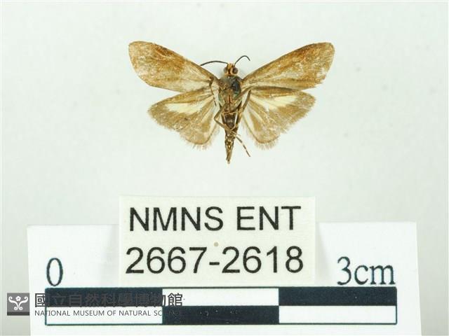 叉紋閃舞蛾藏品圖，第2張