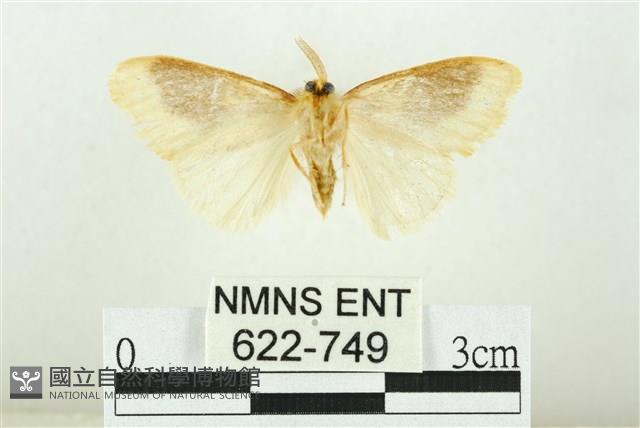 寬紋黃毒蛾藏品圖，第2張