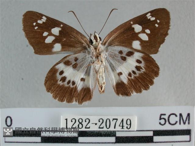 玉帶弄蝶藏品圖，第2張