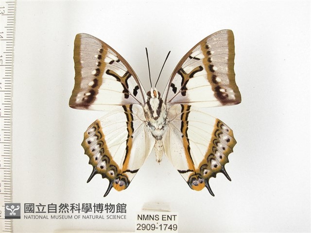 雙尾蛺蝶藏品圖，第2張