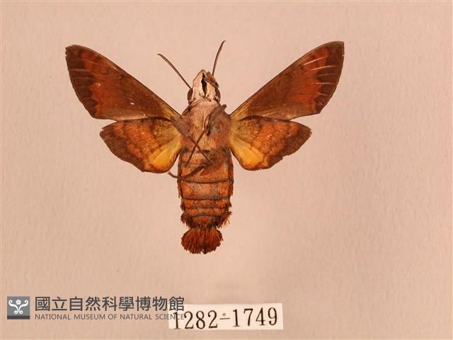 灰紋長喙天蛾藏品圖，第2張