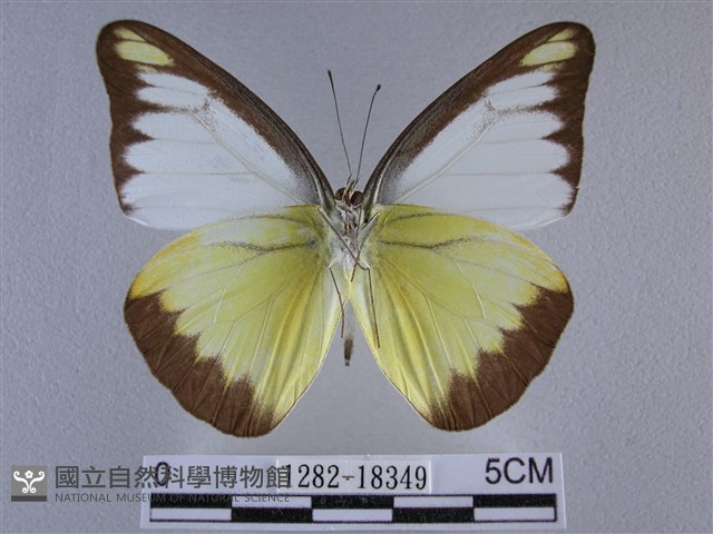 異色尖粉蝶藏品圖，第2張