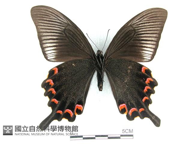 翠鳳蝶蘭嶼亞種藏品圖，第2張