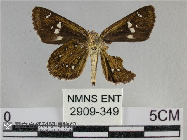 白斑弄蝶藏品圖，第2張