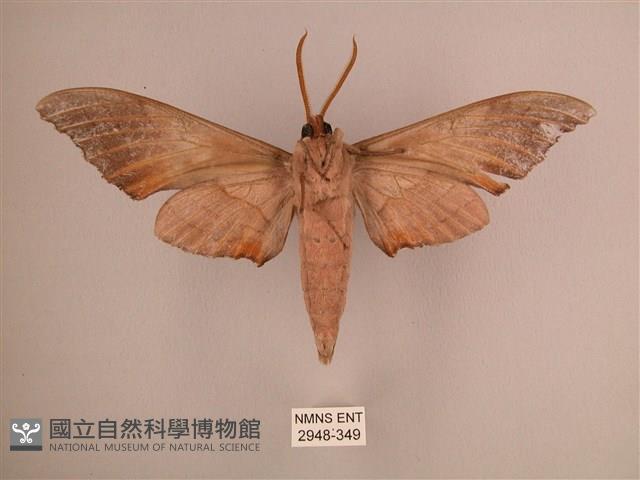 直翅六點天蛾藏品圖，第2張