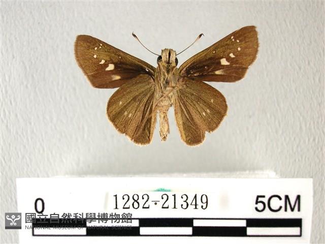 禾弄蝶藏品圖，第2張