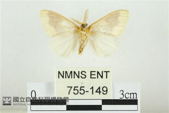 寬紋黃毒蛾藏品圖，第2張