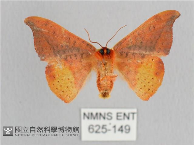 銀端帶鉤蛾藏品圖，第2張