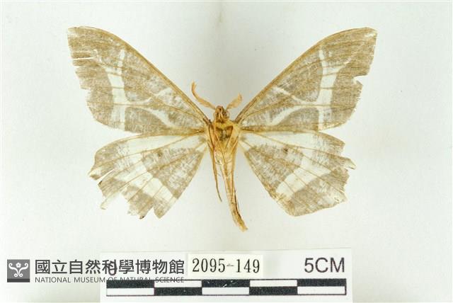 樹形尺蛾藏品圖，第2張