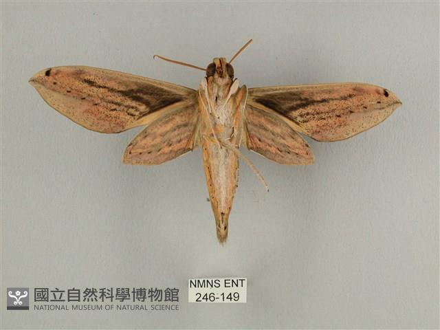 棕綠背線天蛾藏品圖，第2張