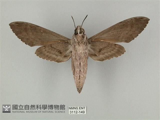 蝦殼天蛾藏品圖，第2張